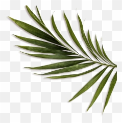Feuille Jungle Transparent Png - Feuille Jungle Png,Jungle Png