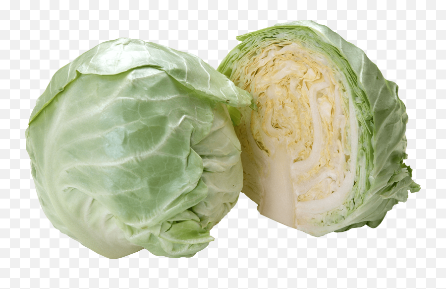 Cabbage Png Image - Transparent Cabbage Png,Cabbage Transparent Background
