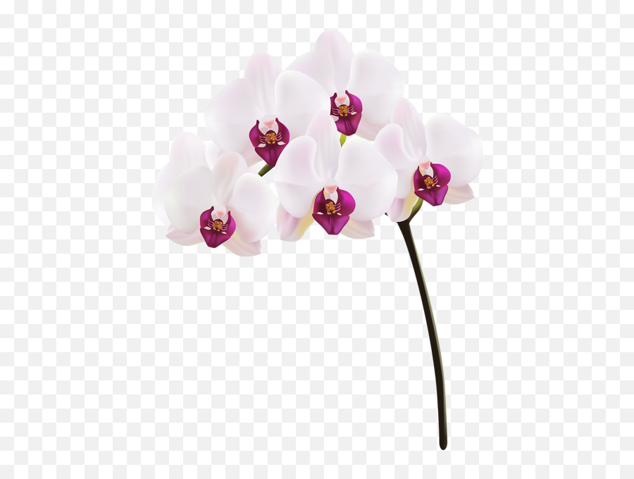 Download Orchid Png Clip Art Image - Orchid Png Png Image Orquídeas Branca Com Roxo,Orchid Png