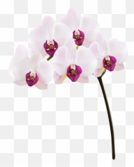 Download Orchid Png Clip Art Image - Orchid Png Png Image Orquídeas Branca Com Roxo,Orchid Png