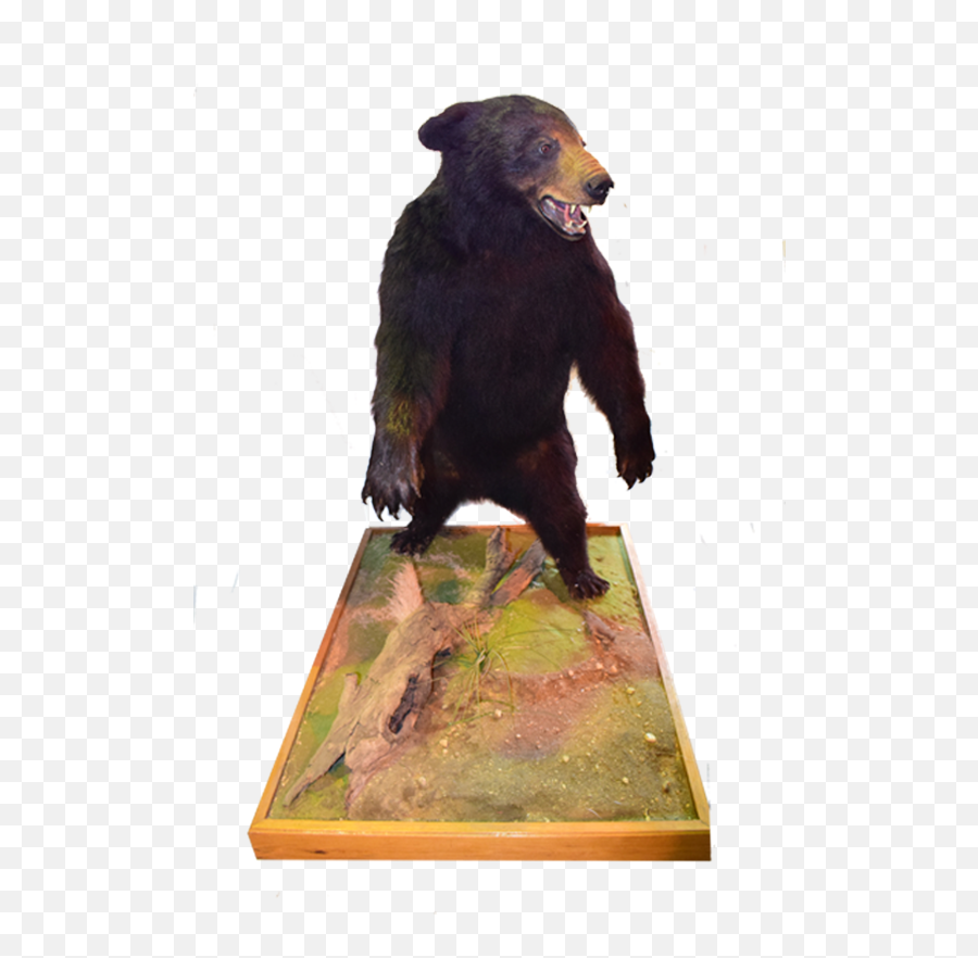 Black Bear Full Mount - Bb01 American Black Bear Png,Black Bear Png