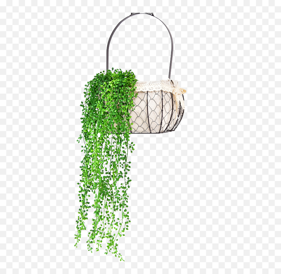 Vine Wall Png - Simulation Valentineu0027s Tears Hanging Orchid Vertical,Hanging Vines Png