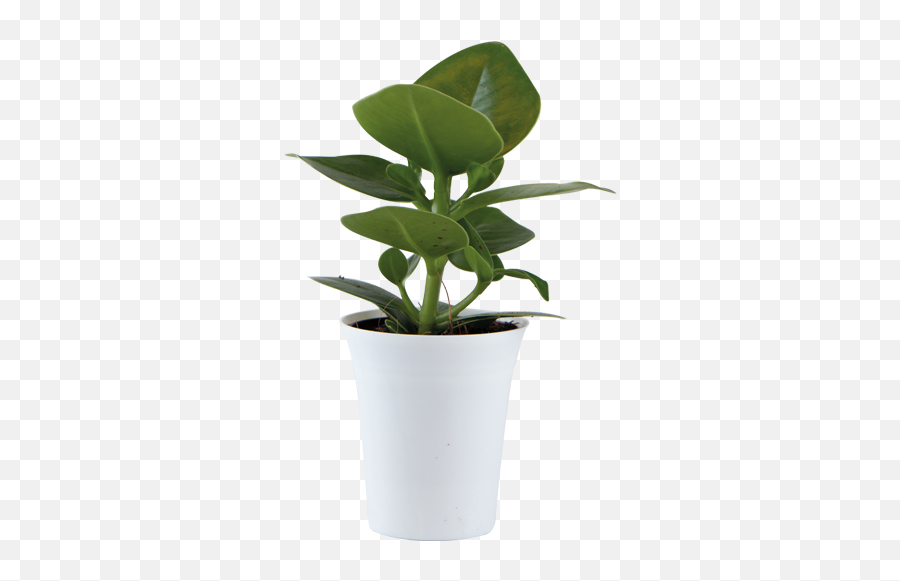 When Small Becomes Great - The Gardians Png,Potted Plants Png