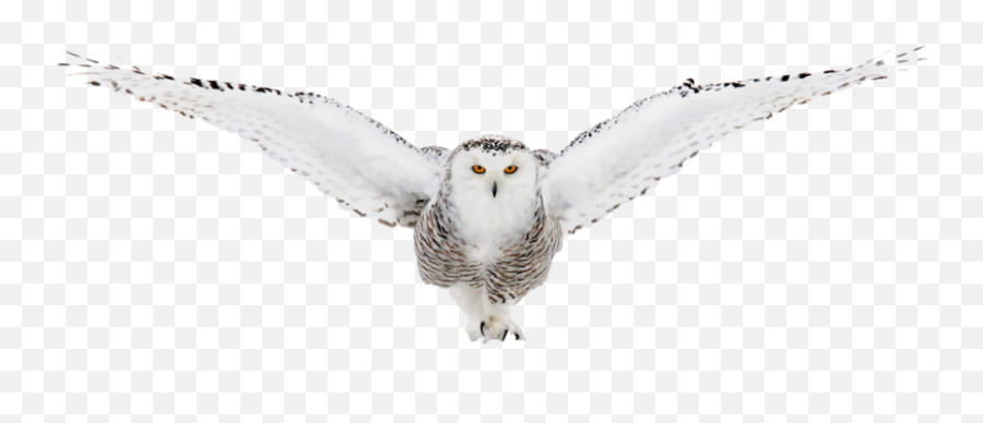 White Owls - Owls Png,Ovo Owl Png