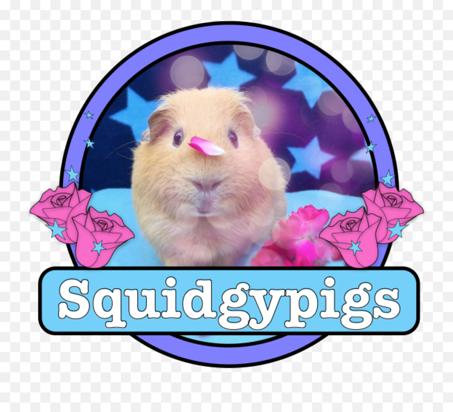 Squidgypigs - Guinea Pig Transparent Cartoon Jingfm Guinea Pig Png,Guinea Pig Png