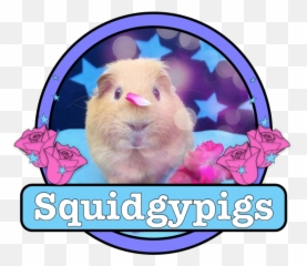 Squidgypigs - Guinea Pig Transparent Cartoon Jingfm Guinea Pig Png,Guinea Pig Png