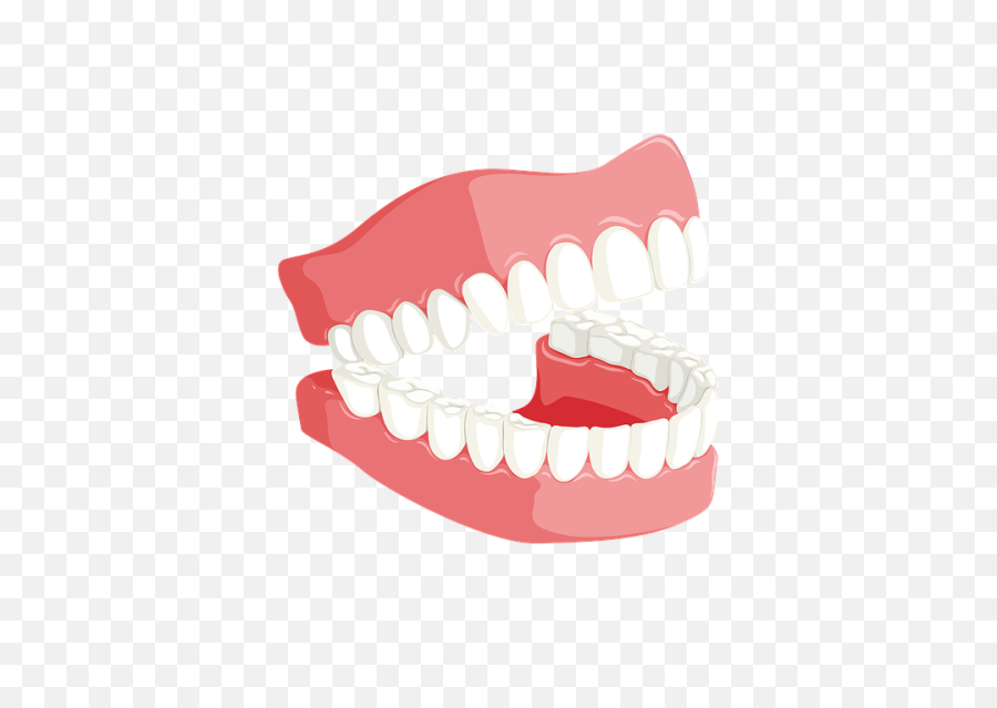 Dentures Organ Jaw Png Clipart - Tooth Dental Png,Dentures Png