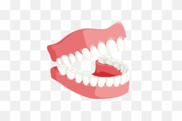 Dentures Organ Jaw Png Clipart - Tooth Dental Png,Dentures Png