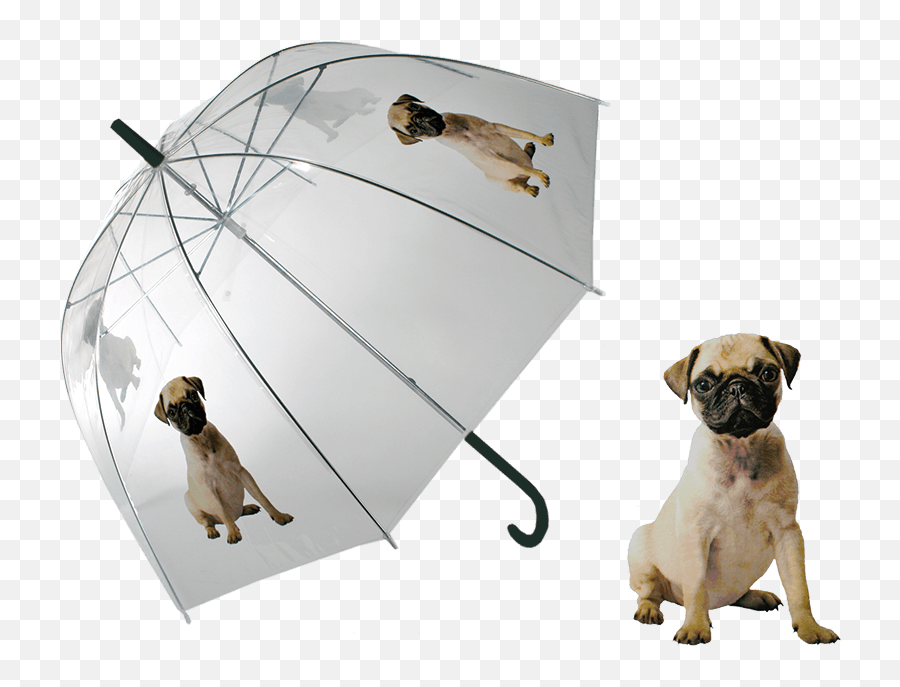 Download Details About Umbrella Pug Dog Clear Transparent - Paraguas Pug Png,Pug Transparent