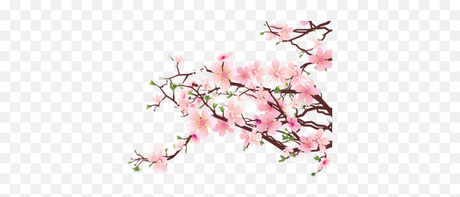 Flowers Floral Pink Cherryblossom - Cherry Blossom Png,Transparent Pink Flowers