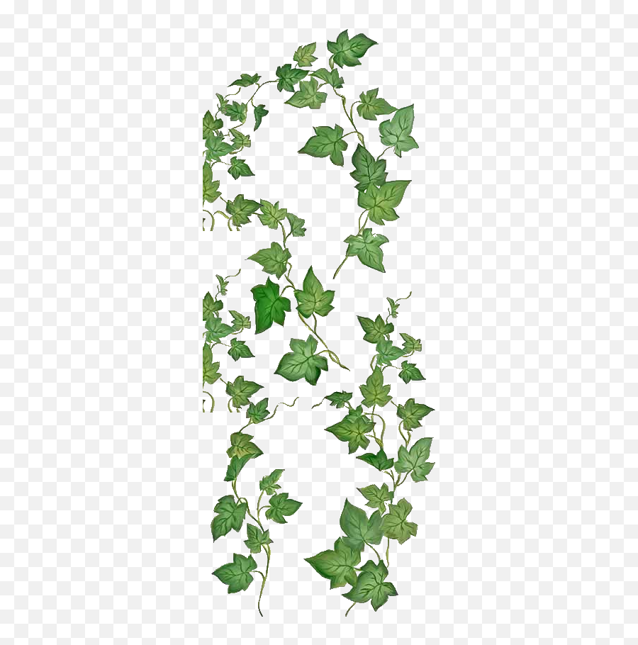 Ivy Tattoo Vine Drawing Plant - Book Of Shadows Blessing Png,Ivy Leaf Png