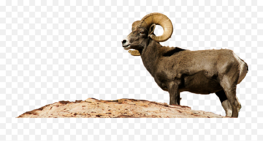 Desert Bighorn Sheep Transparent Png - Desert Bighorn Sheep Png,Sheep Transparent Background