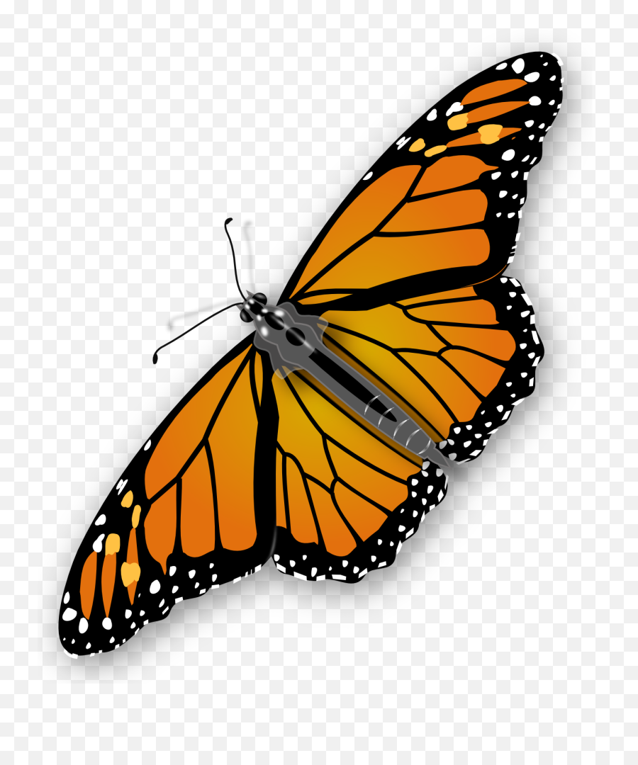 Butterfly Png - Monarch Butterfly Png Gif,Butterfly Transparent