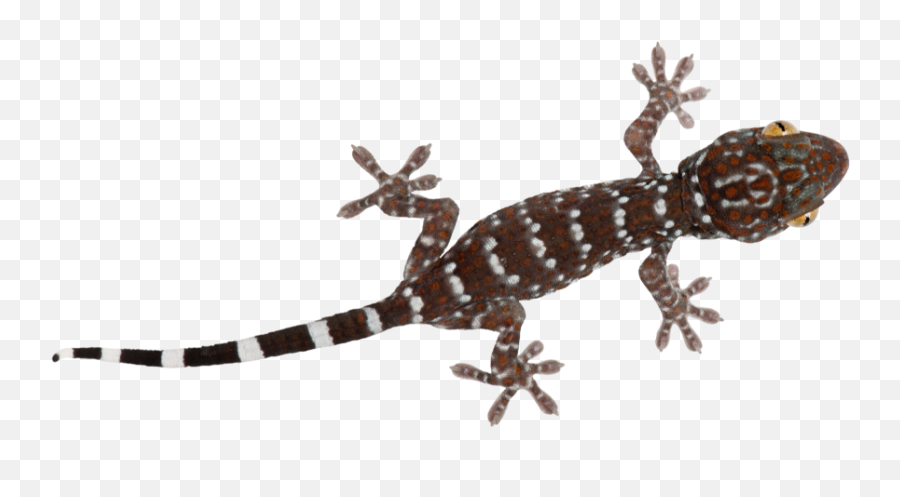 Turkish Gecko - Turkish Gecko Png,Gecko Png