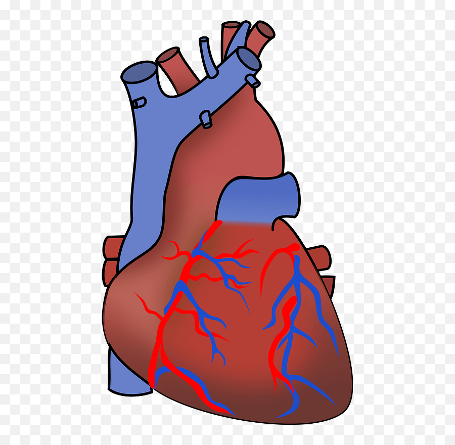 Human Heart Clip Art - Vector Clip Art Online Human Heart Clipart Transparent Background Png,Anatomical Heart Png
