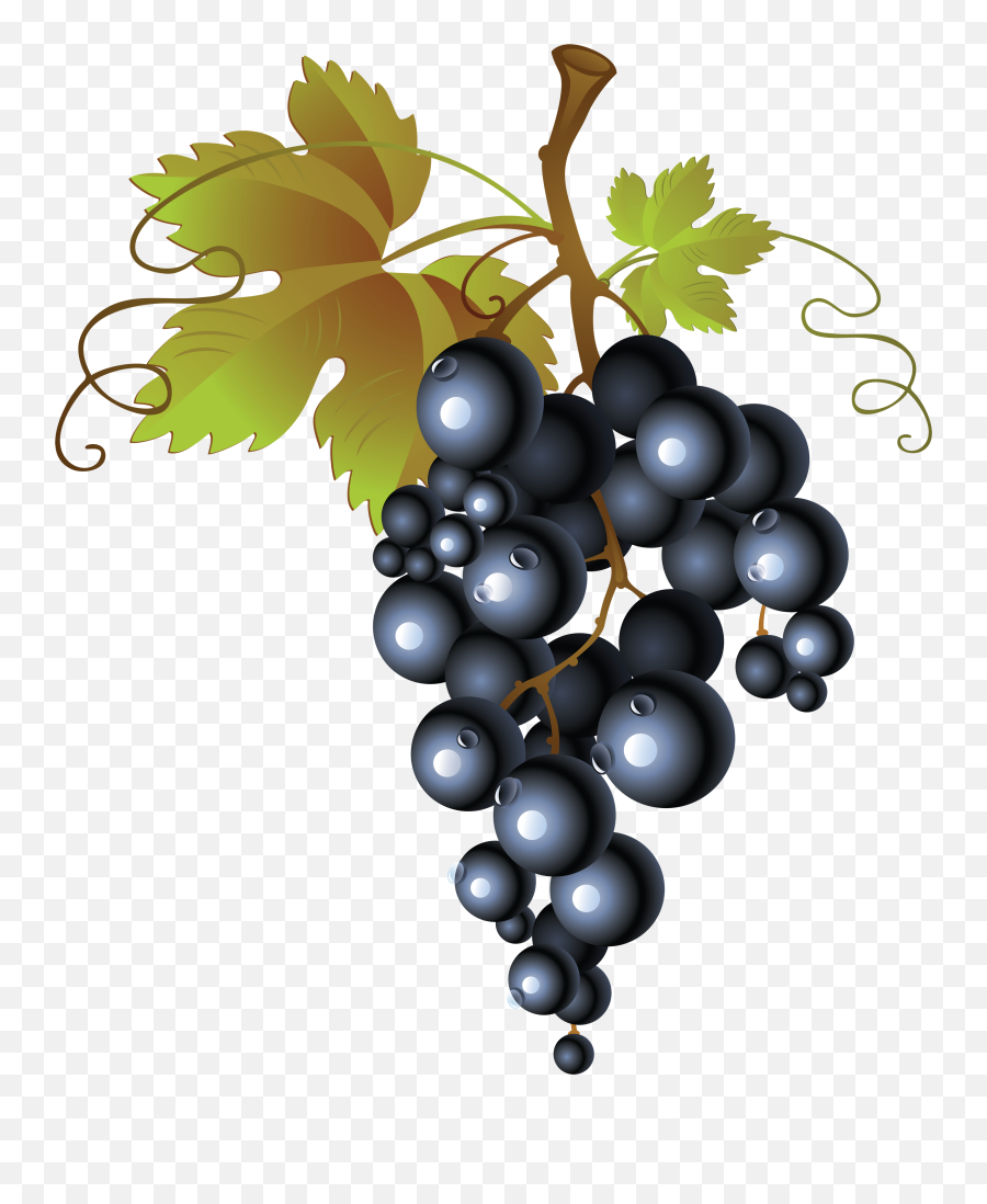 Grape Png Image Free Picture Download - Wine Grapes Png,Wine Clipart Png