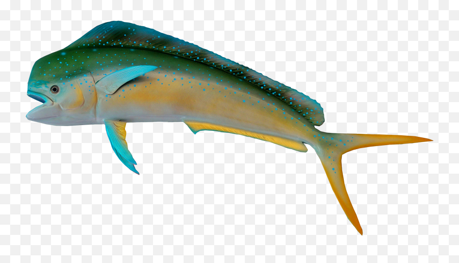 Fish Png Transparent Image - Pngpix Mahi Mahi Transparent,Ocean Fish Png