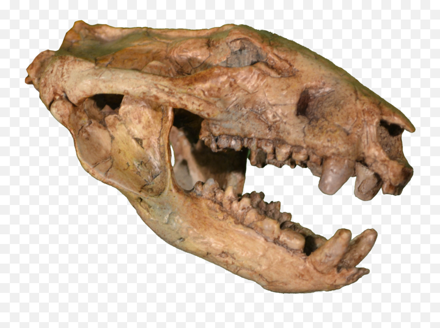 Didelphodon Skull Clean - Didelphodon Skull Png,Dinosaur Skull Png