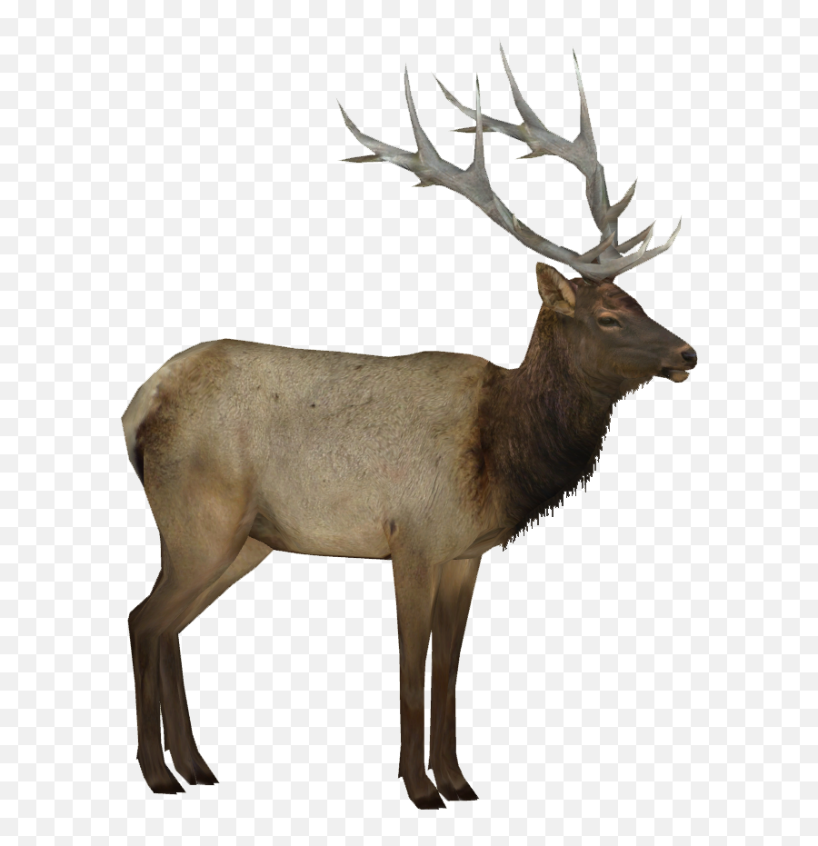 Moose Elk Png - Elk Transparent,Caribou Png