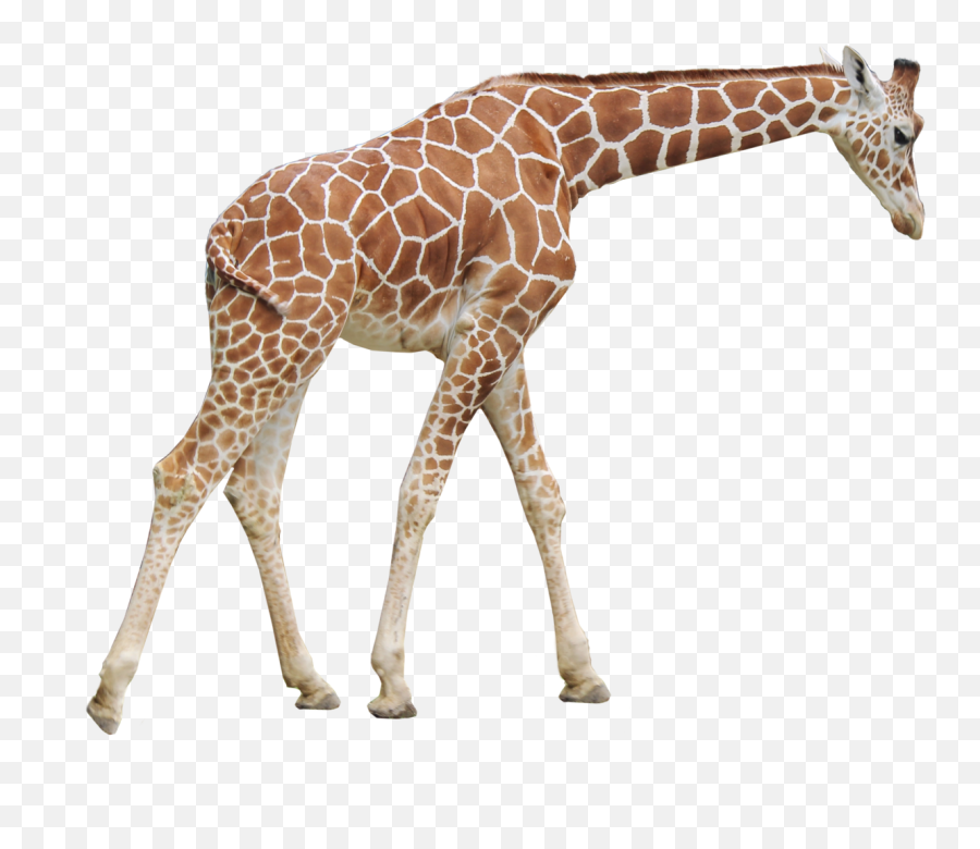Giraffe Png Transparent Images - Giraffe Png,Giraffe Transparent Background
