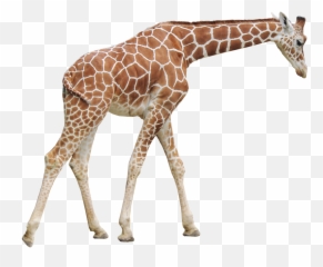 Giraffe Png Transparent Images - Giraffe Png,Giraffe Transparent Background