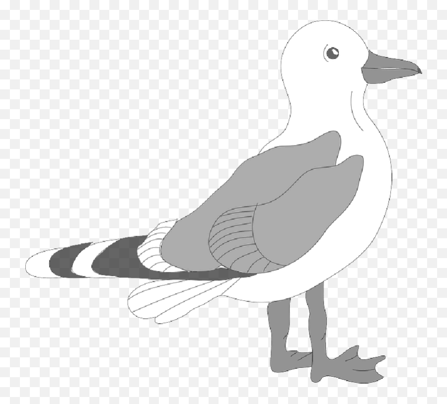 Library Downloads Seagulls Png - Seagull Clipart,Seagulls Png
