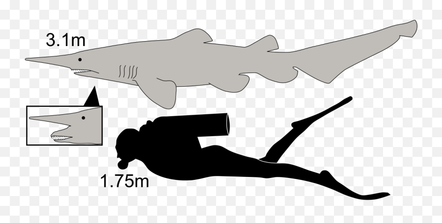 Goblin Shark - Wikipedia Goblin Shark Compared To Human Png,Goblin Transparent