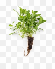 Infarm Sage - Houseplant Png,Sage Png