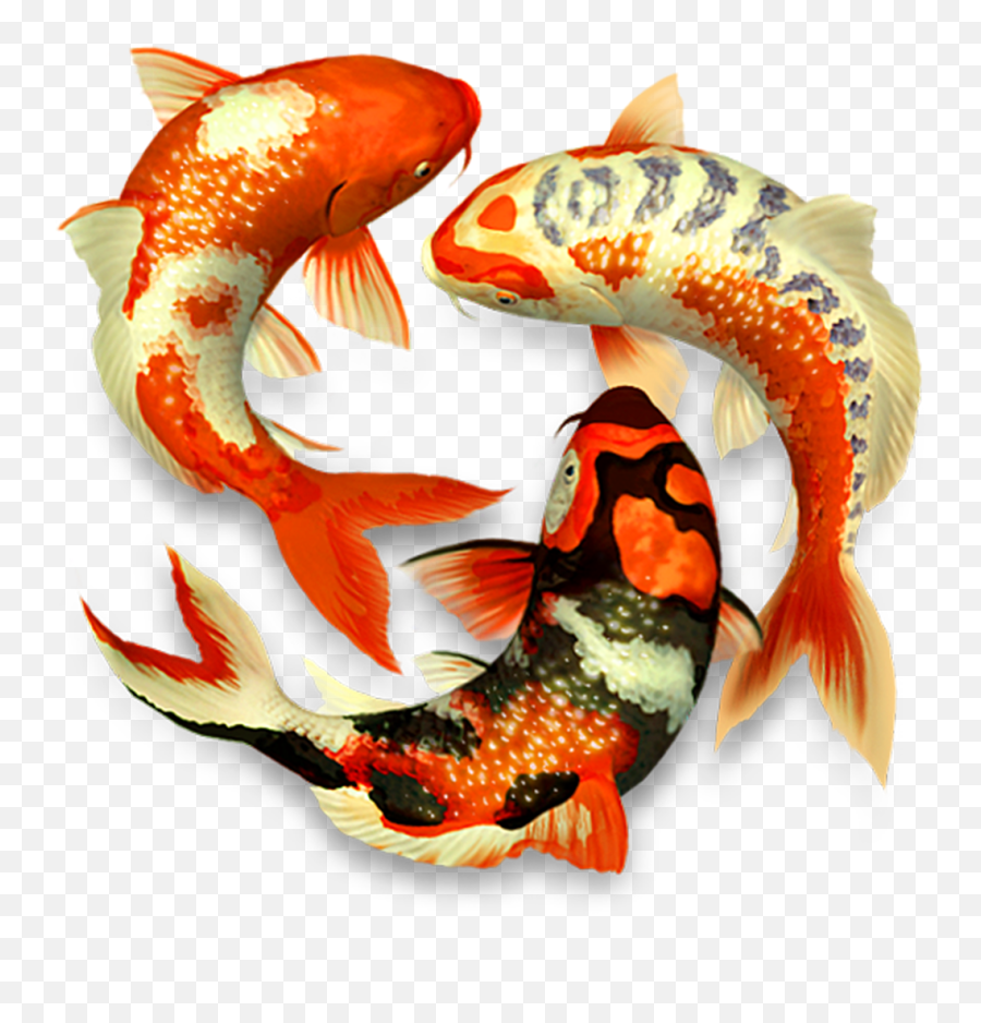 Koi Fish Png - Transparent Koi Fish Png,Koi Fish Png