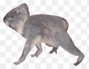 Top Koala Bear Stickers For Android U0026 Ios Gfycat - Transparent Koala Animated Gif Png,Koala Transparent