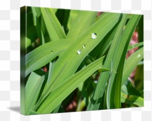 Rain Drops - Dew png