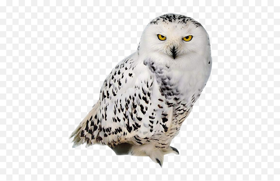 Owl Png - Chouette Png,Owl Transparent Background