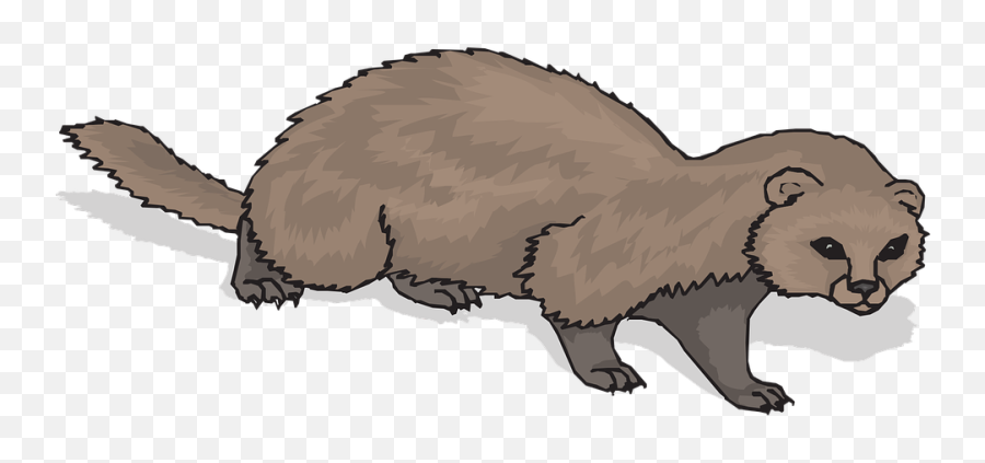 Ferret Animal Mammal - Free Vector Graphic On Pixabay Ferret Crawling Png,Ferret Png