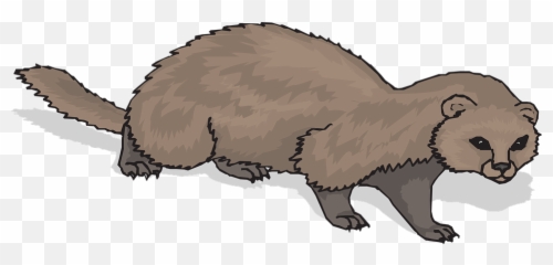 Ferret Animal Mammal - Free Vector Graphic On Pixabay Ferret Crawling Png,Ferret Png
