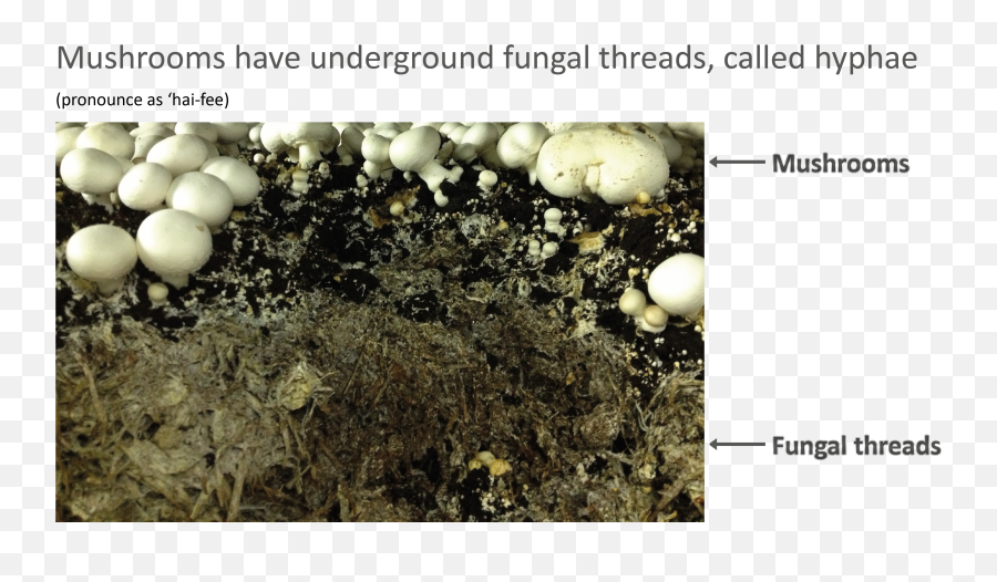 Fungi For The Future Png