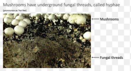 Fungi For The Future Png