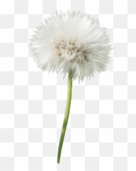 Dandelion Flower Transparent Png - Clipart