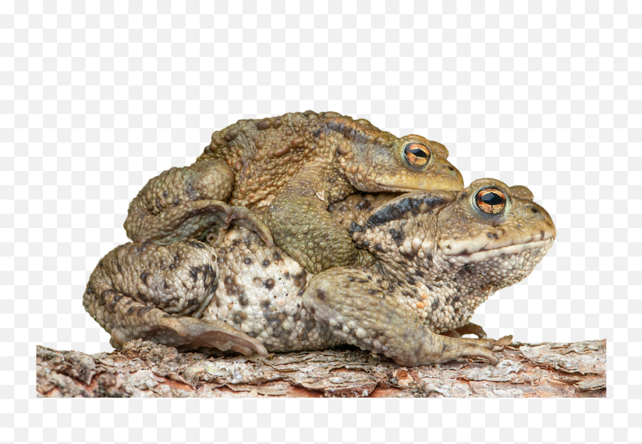 Piggyback Toad Frog - Ropucha Obecná Png,Toad Png