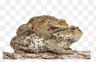 Piggyback Toad Frog - Ropucha Obecná Png,Toad Png