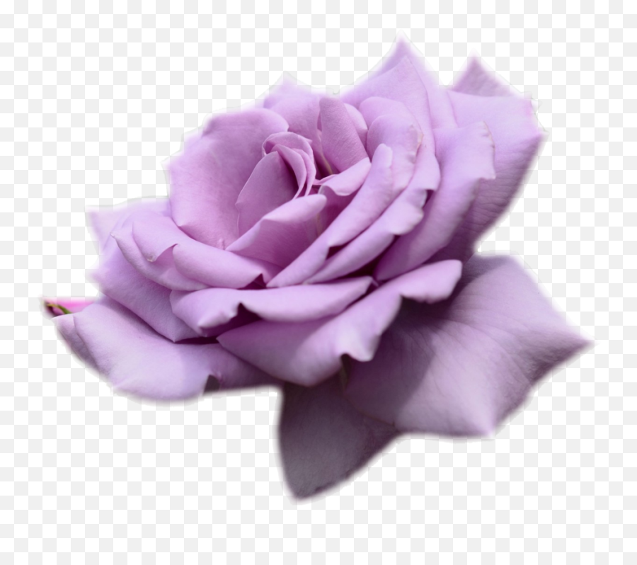 Purple Rose No Background Png - Purple Rose Transparent,Purple Rose Png