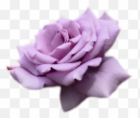 Purple Rose No Background Png - Transparent