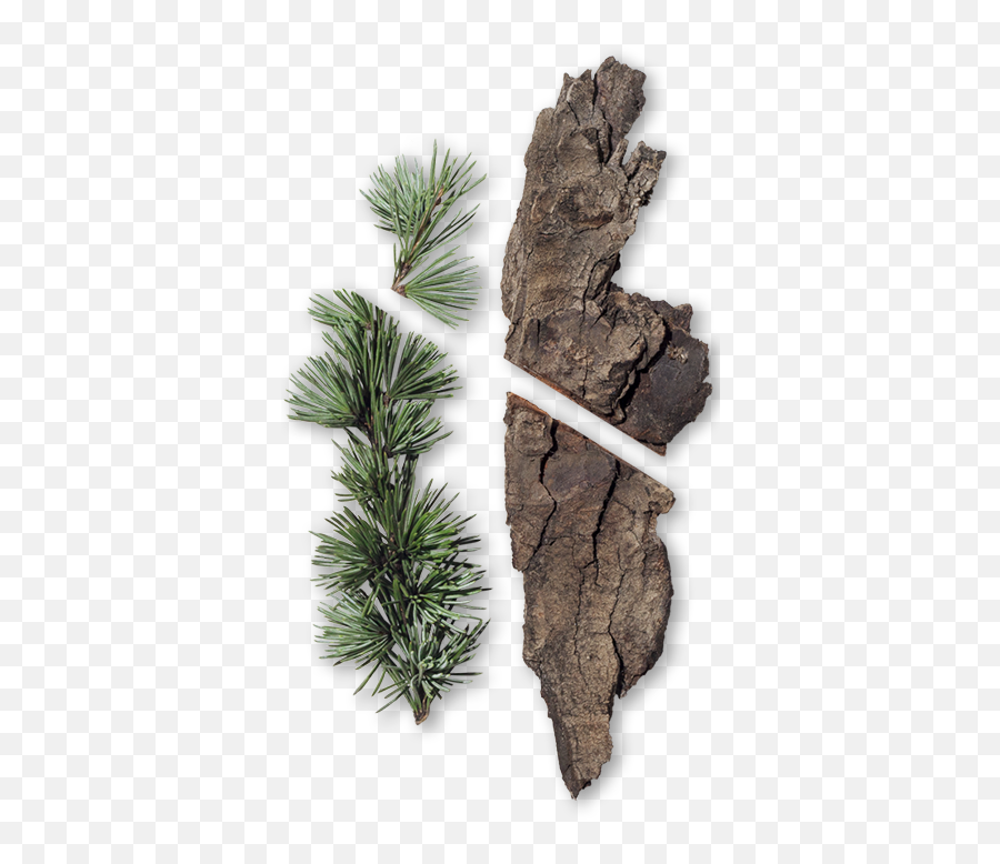 What Is Cedarwood Essential Oil It Used For And - Cedarwood Png,Cedar Tree Png