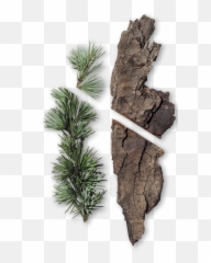 What Is Cedarwood Essential Oil It Used For And - Cedarwood Png,Cedar Tree Png