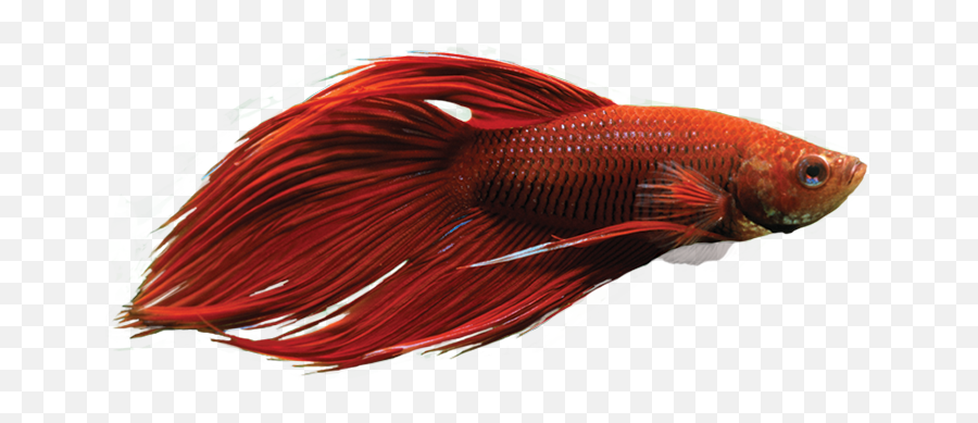 Google Search - Betta Peces Png,Betta Fish Png