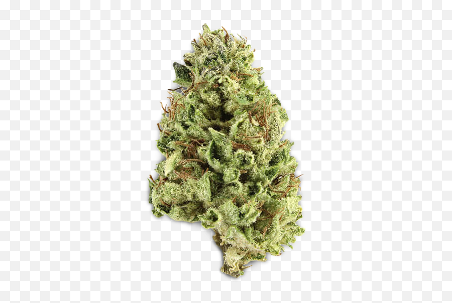 Buy Bruce Banner Marijuana Strain Online - Lemongrass Weed Strain Png,Bruce Banner Png