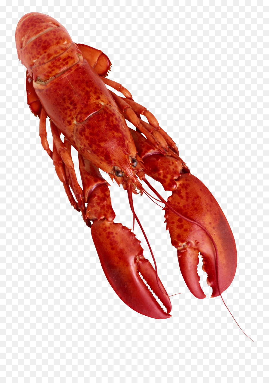 Crawfish Png Image Hummer 37 Photo - Transparent Background Lobster Png,Crawfish Png