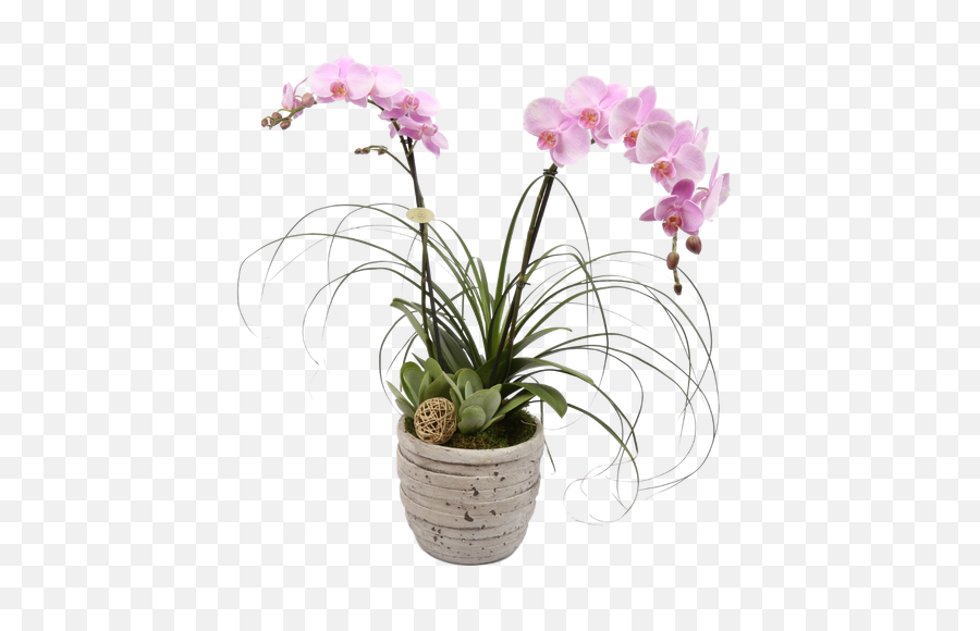 Download Tuscan Orchid Plant - Moth Orchid Full Size Png Orchid Plant Transparent Background,Orchid Png