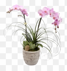 Download Tuscan Orchid Plant - Moth Orchid Full Size Png Orchid Plant Transparent Background,Orchid Png
