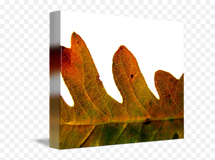 Autumn Oak Leaf By Kristen Fox - Plant Pathology Png,Oak Leaf Png