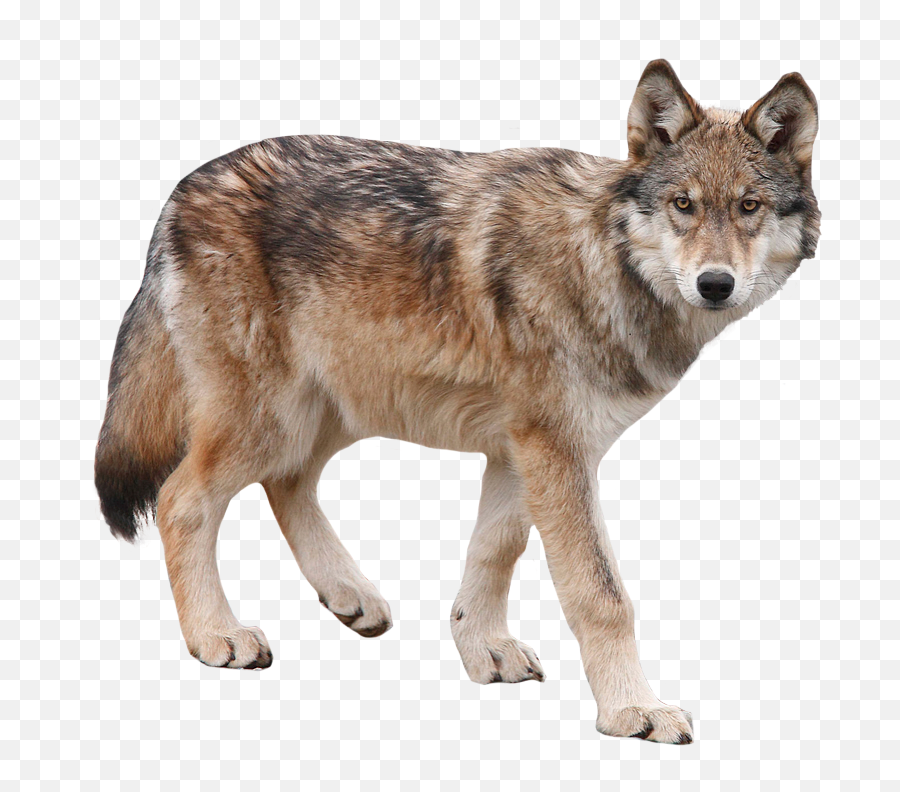 Interior Alaskan Wolf - Wolf Png,Transparent Animals